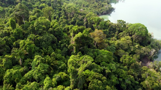 亚马逊雨林和河流地球之肺原始森林天然氧吧