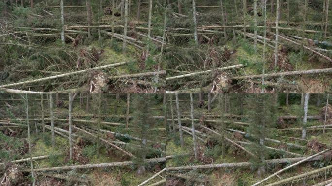 苏格兰被风暴破坏的松林的无人机视图