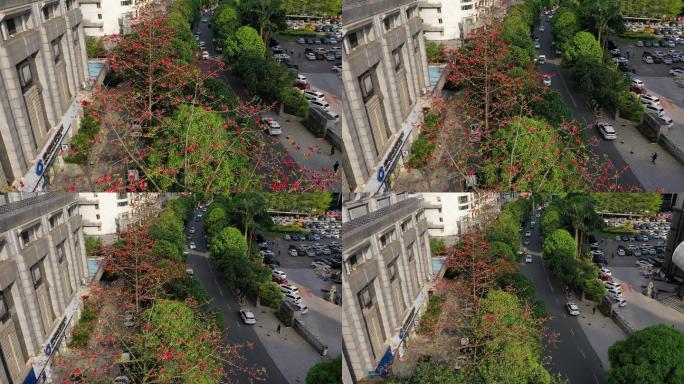 南宁金浦路城市道路红木棉花开