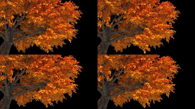 秋天金黄树-带透明通道