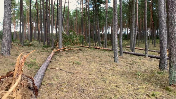 倒下的树根树林台风后吹倒