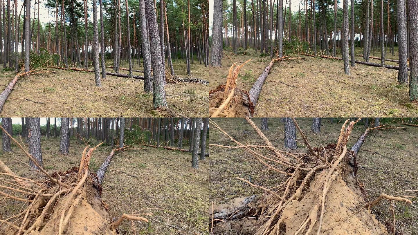 倒下的树根树林台风后吹倒