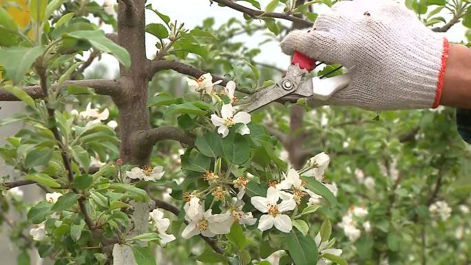 苹果疏花