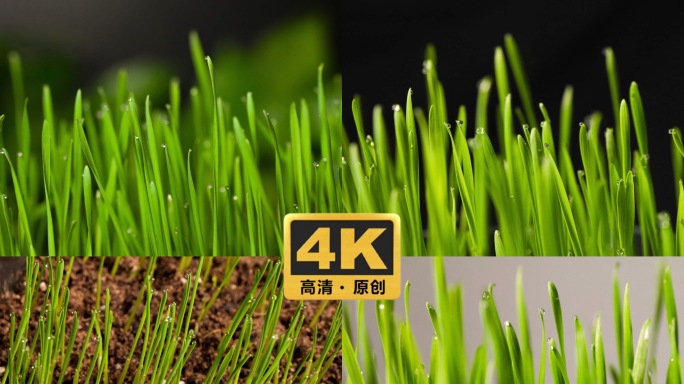 4k种子发芽猫草小麦延时生长育苗