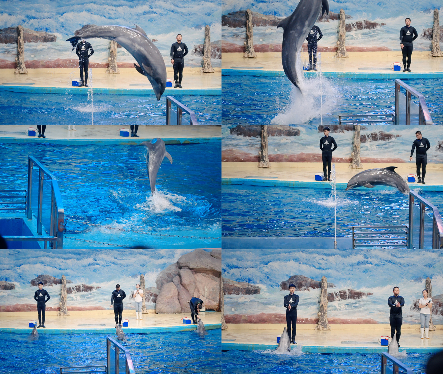 海豚表演 水族馆 海洋馆海底世界海豚表演