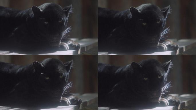 黑豹、黑豹、放松和睡觉时的头像，4K分辨率。