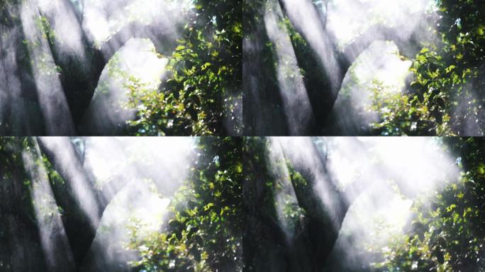 森林中光影的特写镜头。
