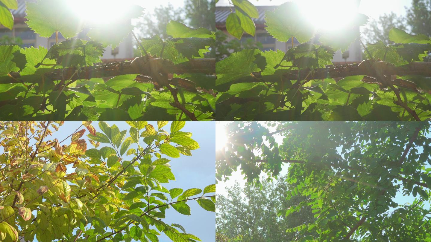 夏日太阳雨