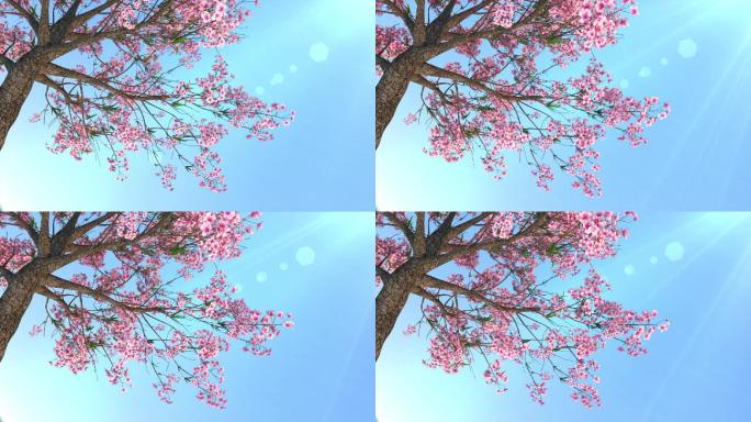 桃花树生长