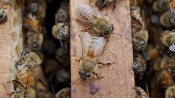 蜜蜂 蜂蜜 蜂王浆 采蜜 蜜蜂飞舞 蜂箱