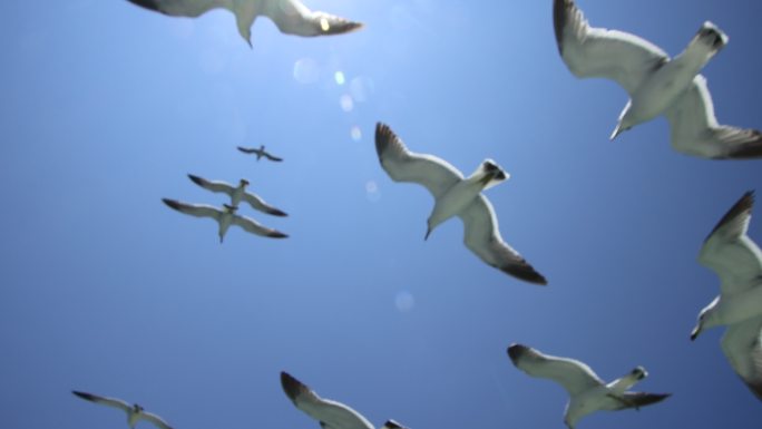 正午蓝天中飞翔的海鸥