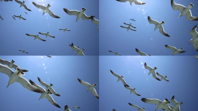 正午蓝天中飞翔的海鸥
