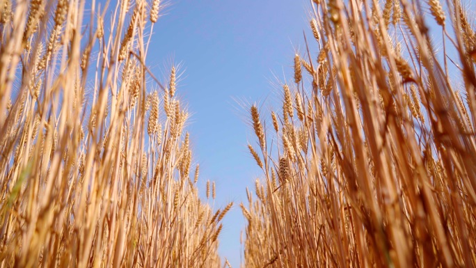 4K麦田里的麦子