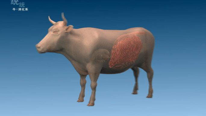 牛 消化系统 食管 胃 肠 三维动画