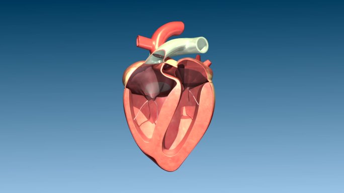 动物 羊 心脏运动 内部结构  三维动画