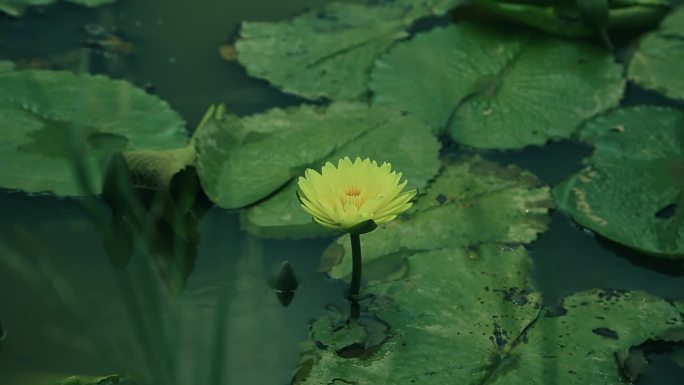 五颜六色的莲花