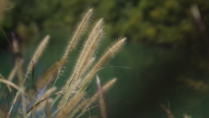 户外 自然 狗尾巴草