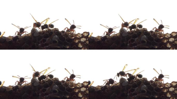 巢中黄蜂的剪影。蜜蜂巢采蜜酿蜜吃蜂蜜