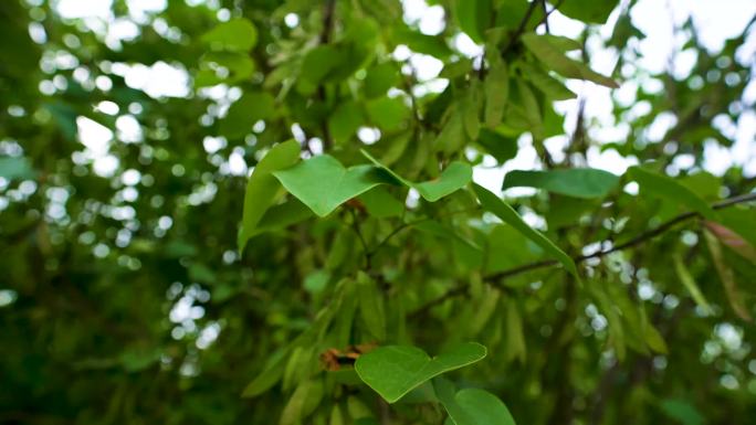 4k田地毛豆大豆种植A