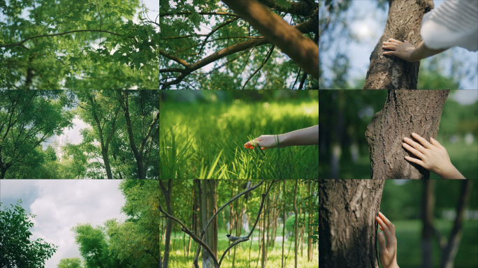 触摸自然亲近自然手抚摸树