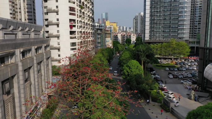 南宁金浦路城市道路红木棉花开