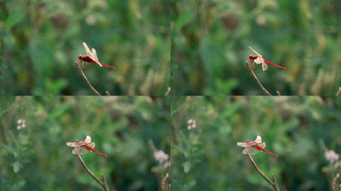 红蜻蜓降落起飞-慢镜头