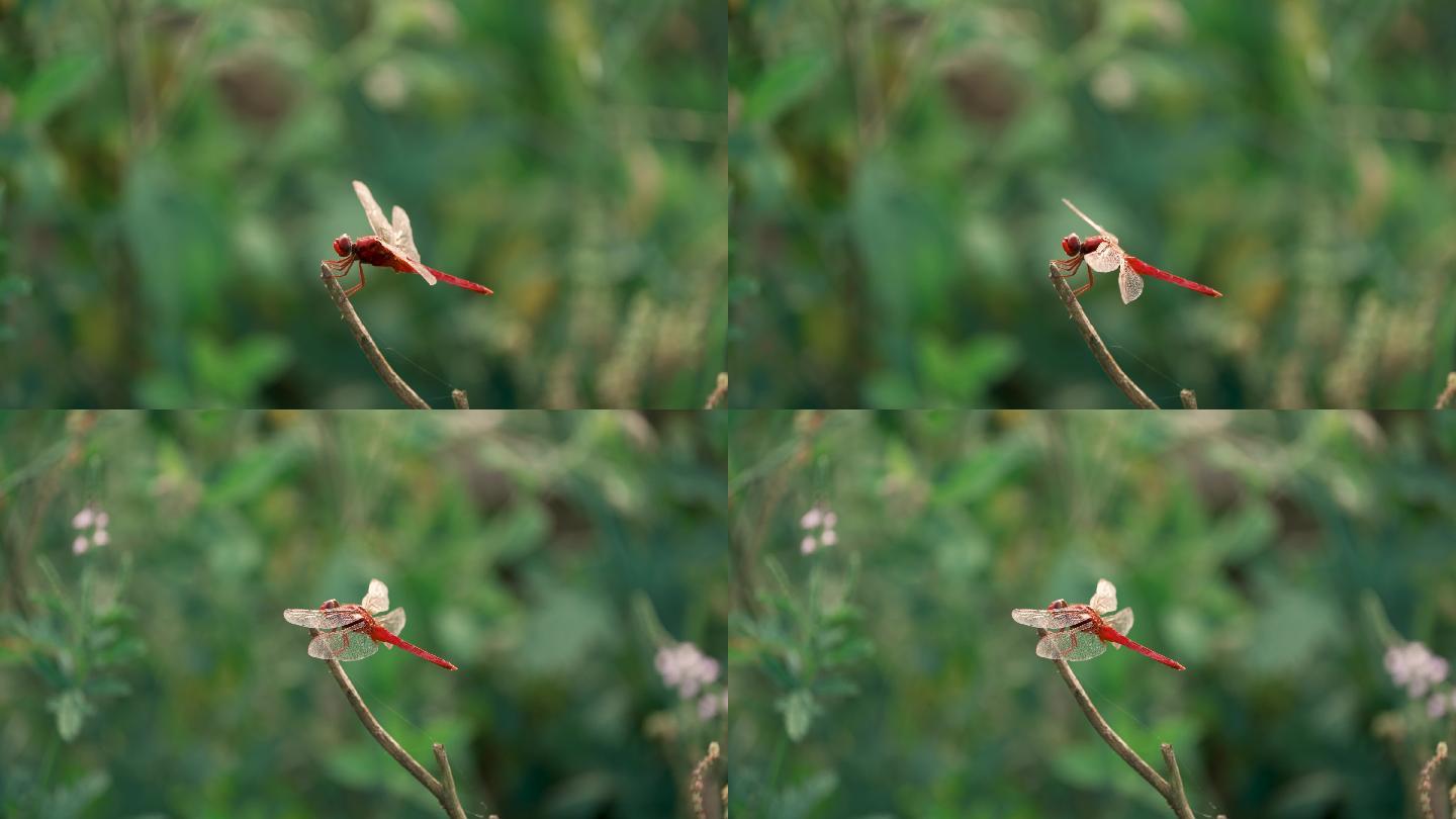 红蜻蜓降落起飞-慢镜头