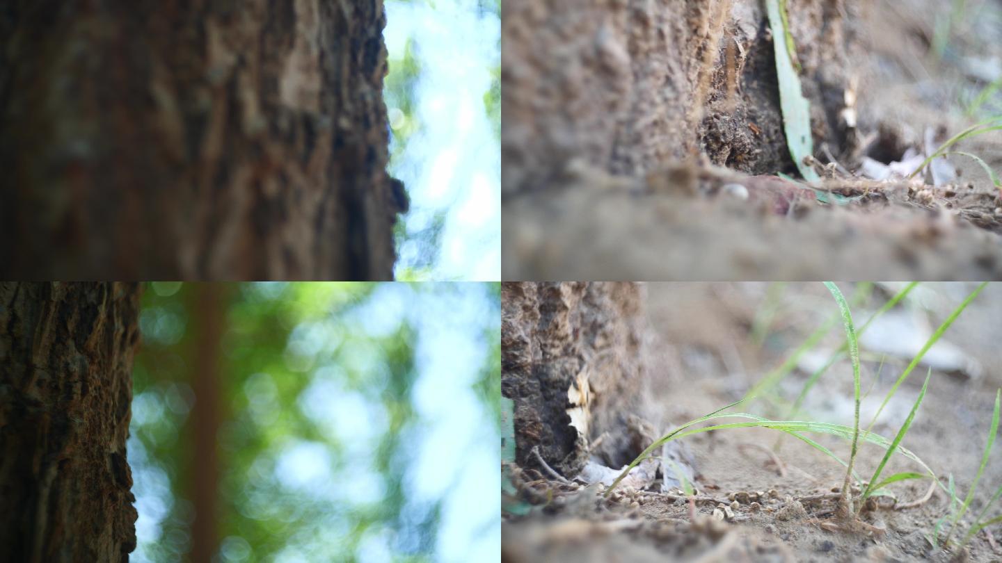 树林蚂蚁