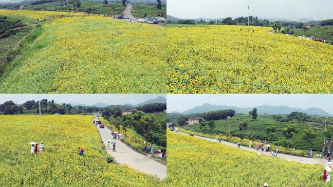 4K杭州转塘向日葵