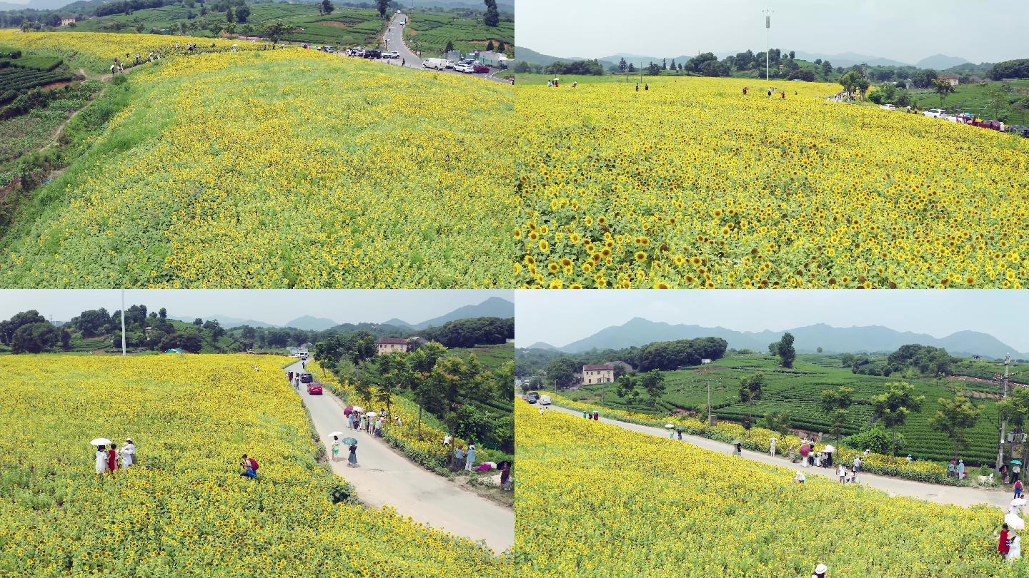 4K杭州转塘向日葵