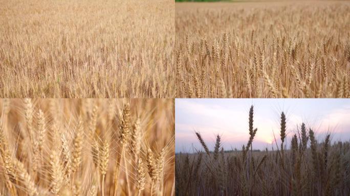 4K金黄的麦田成熟的麦子-乡村田园