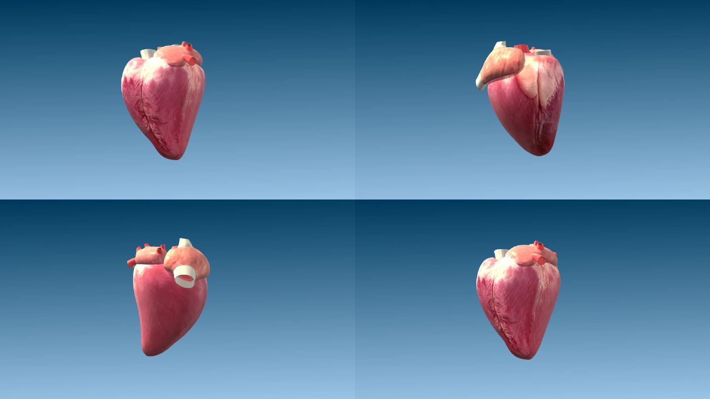 马 动物 心脏 位置 心肌血管 三维动画