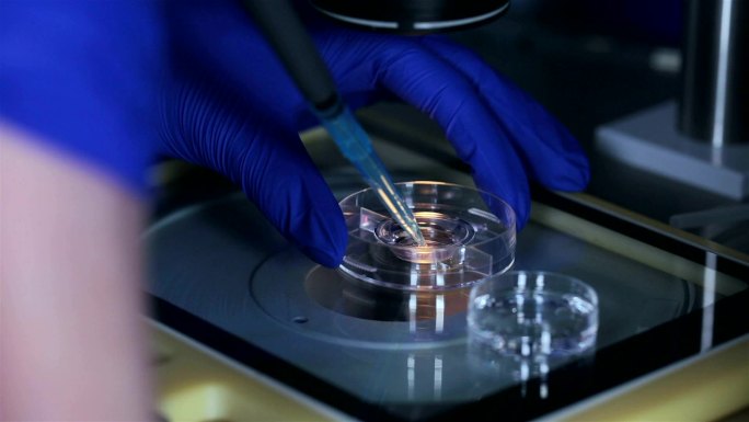胚胎学家的手与人类细胞一起工作。体外受精。