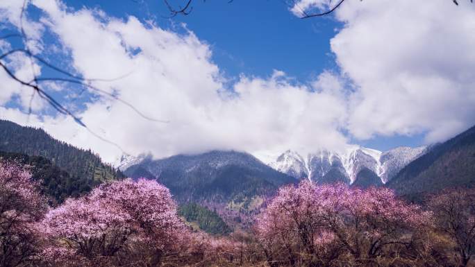 西藏林芝雅鲁藏布大峡谷桃花盛开延时