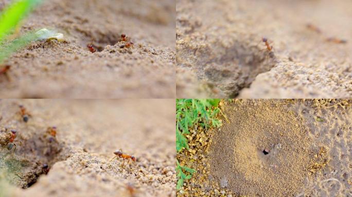 蚂蚁微距拍摄