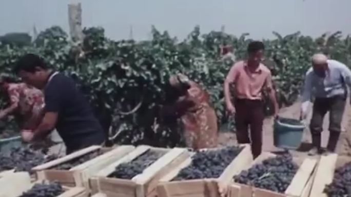 80年代新疆吐鲁番农牧业丰收水果棉花