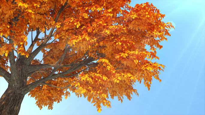 秋天金黄树
