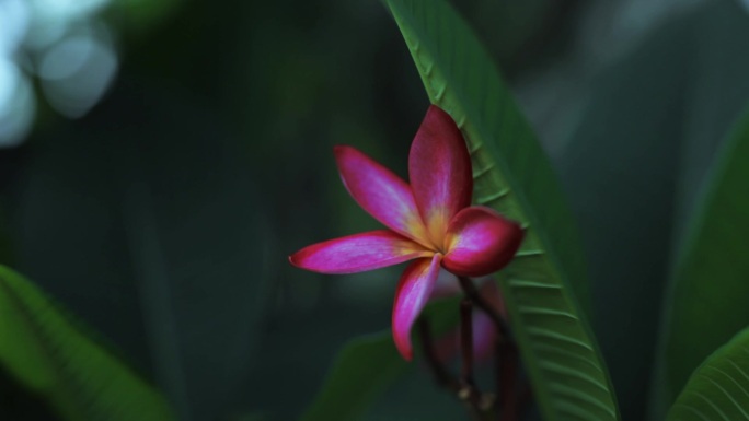 美丽的红鸡蛋花