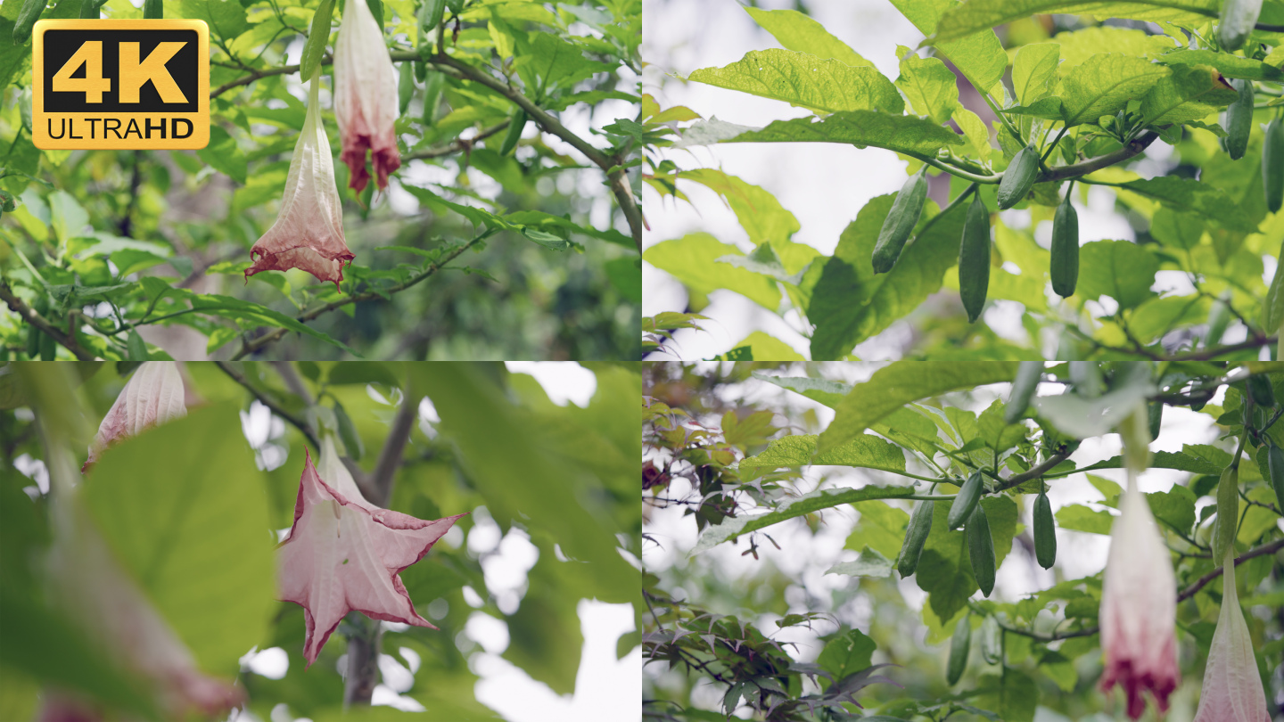 【4K】曼陀罗开花，曼陀罗花蕾