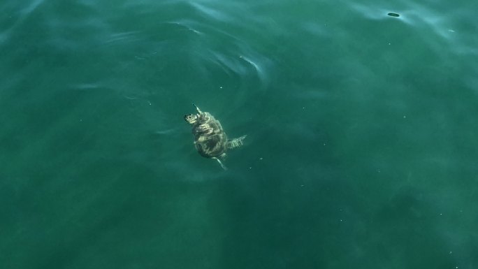 一只濒临灭绝的海龟在礁石上觅食时浮出水面呼吸