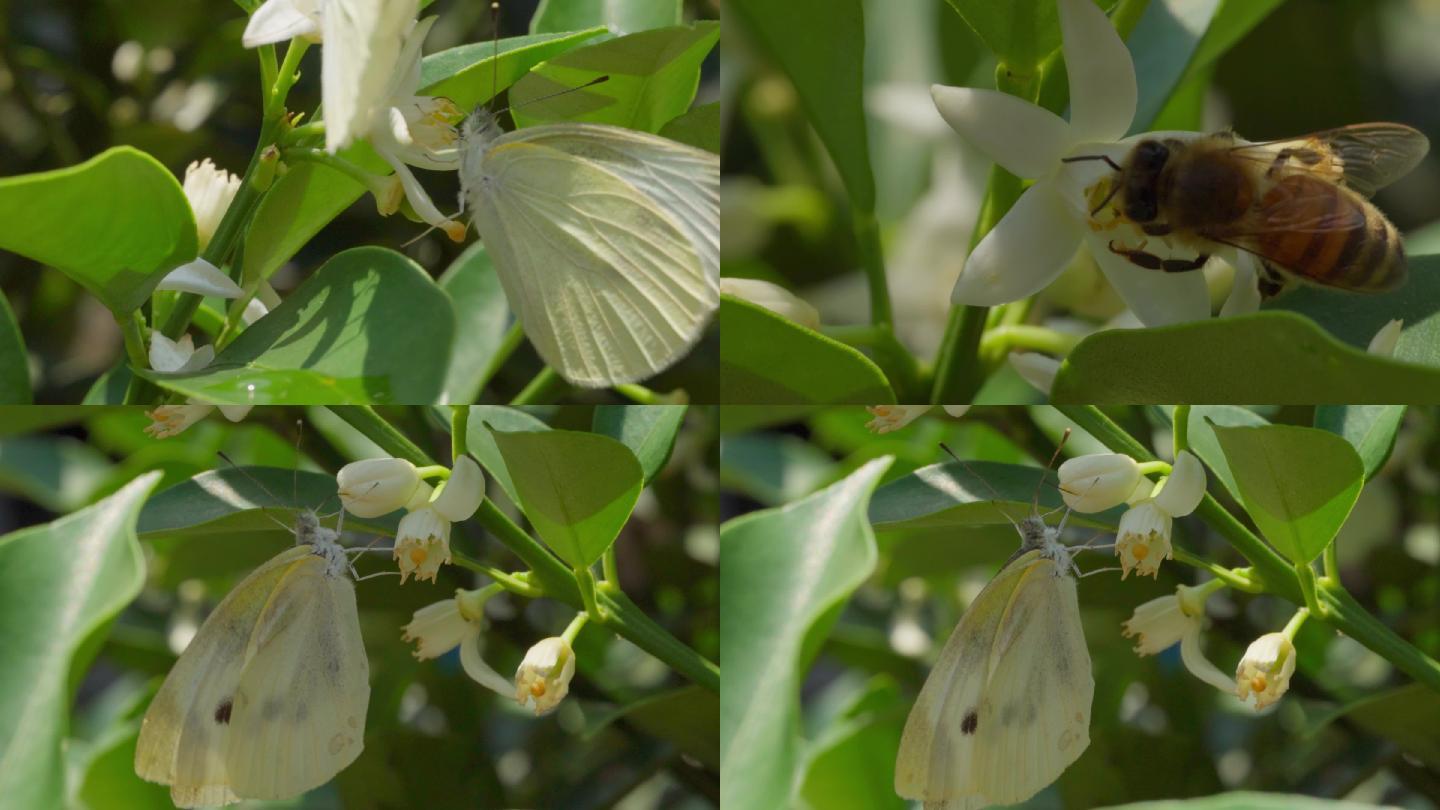 蝴蝶采蜜慢动作蜜蜂金桔树