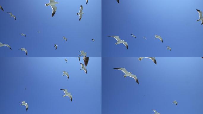 晴朗蓝天中飞翔的海鸥