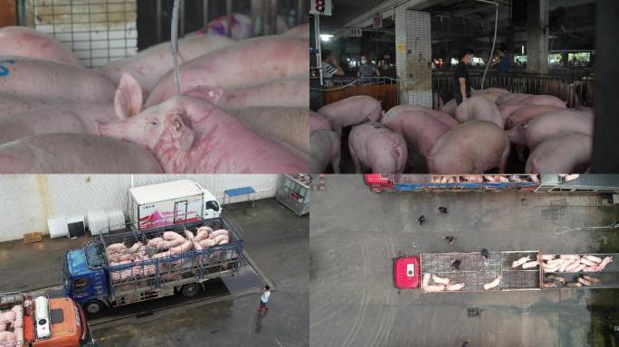生猪养殖厂