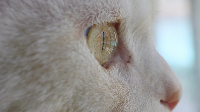 4K 小猫眼睛大特写