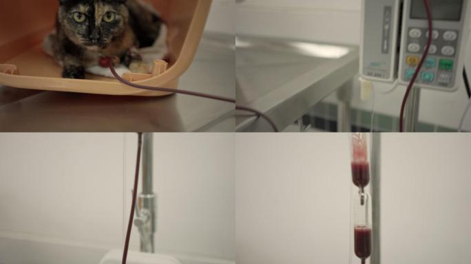 猫血疗法。抽血输血输液