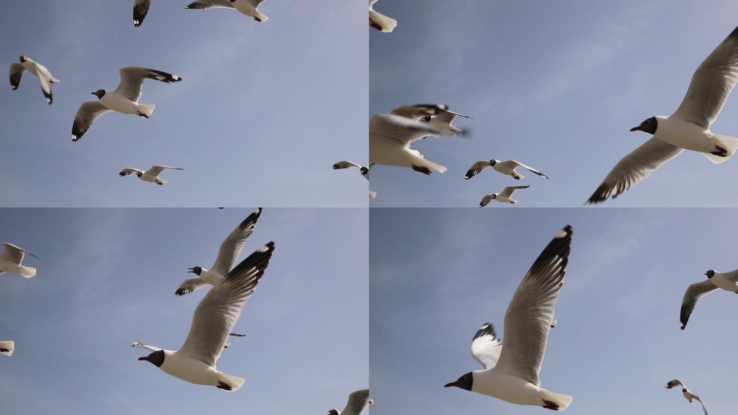 青海湖飞翔成群结队的海鸥