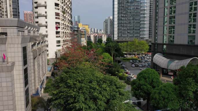 南宁金浦路城市道路红木棉花开