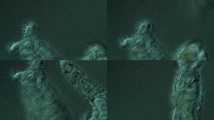 轮虫显微观察显微摄影微生物