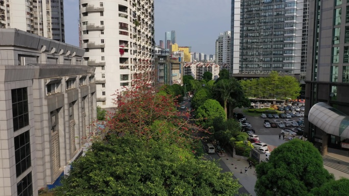 南宁红木棉花开城市道路金浦路