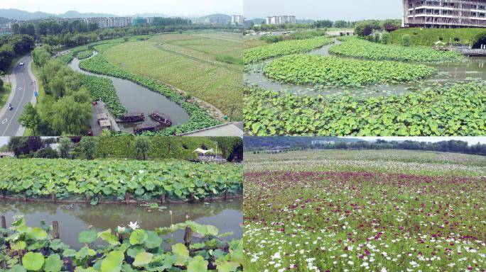 4K湘湖花海夏日荷花